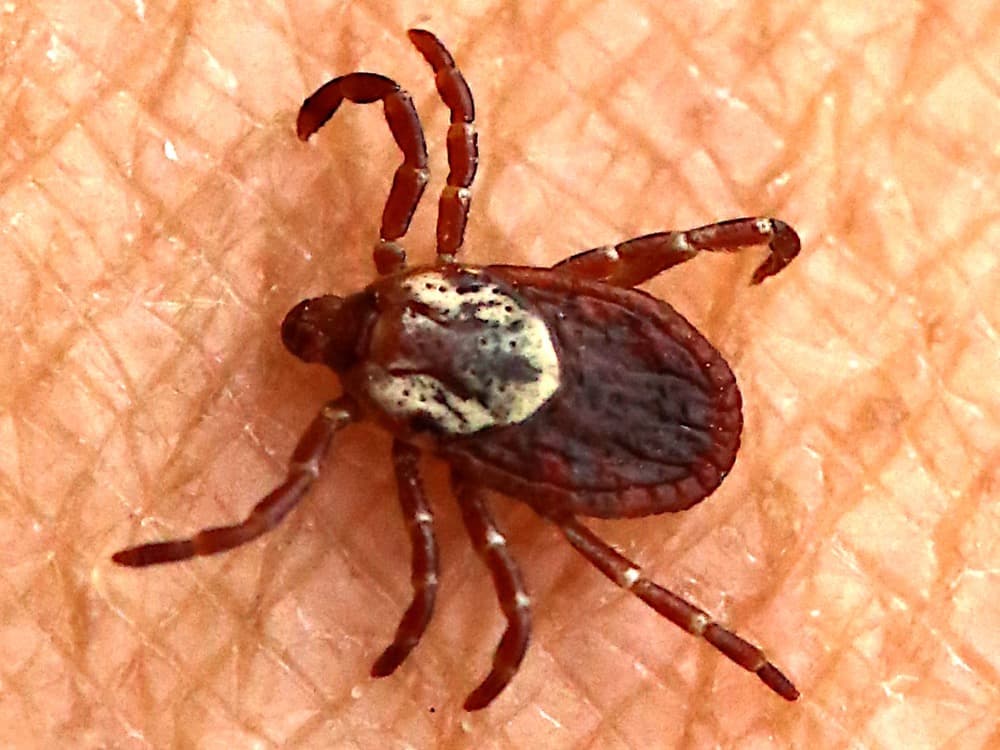 Female American dog tick with an ornate off-white and brown mottled shield behind the head