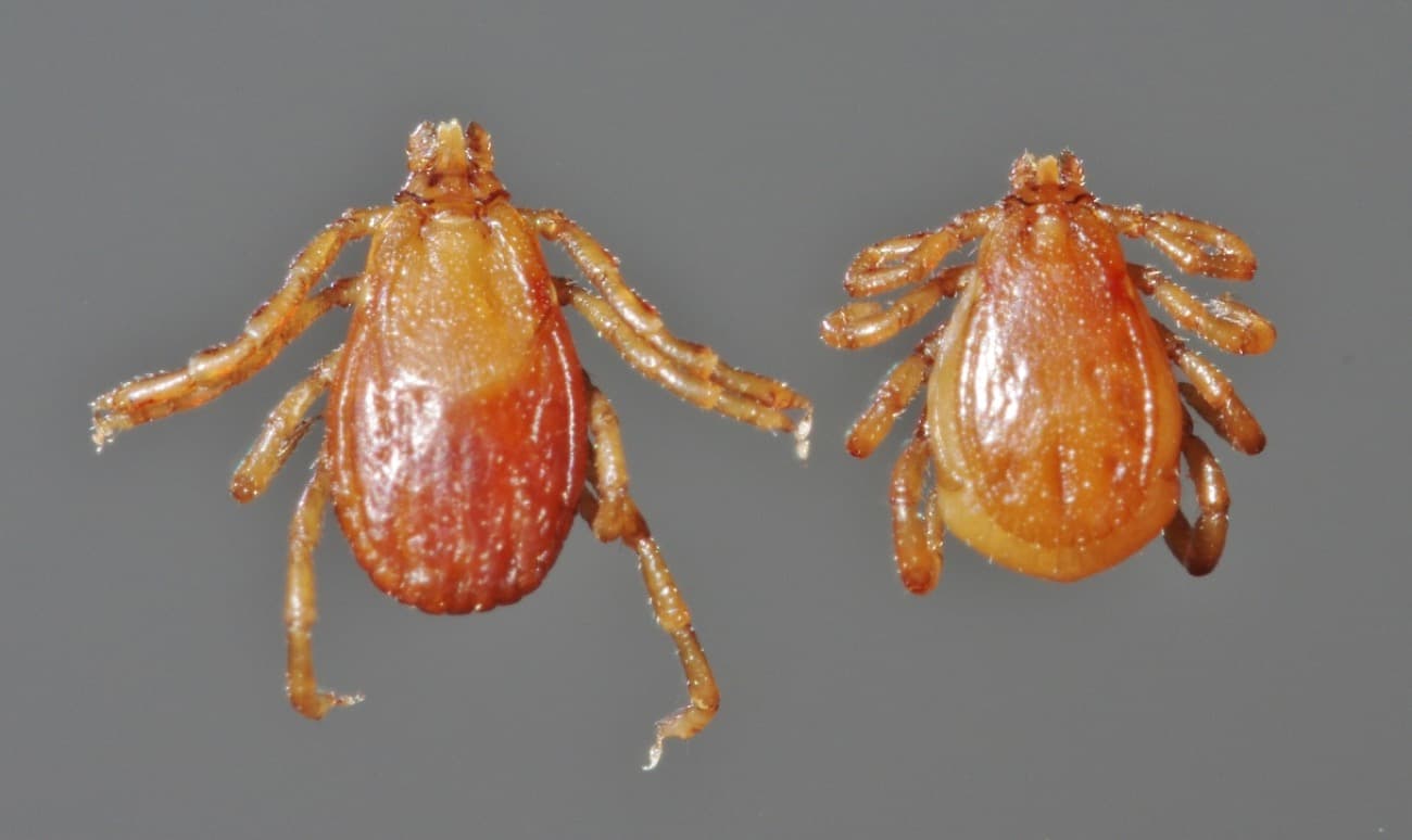 Male and female brown dog ticks shown side by side for comparison