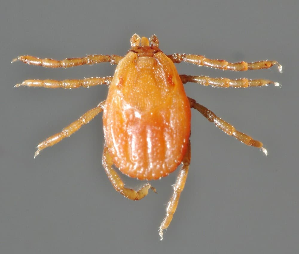 Female brown dog tick, uniform reddish-brown with no distinct markings