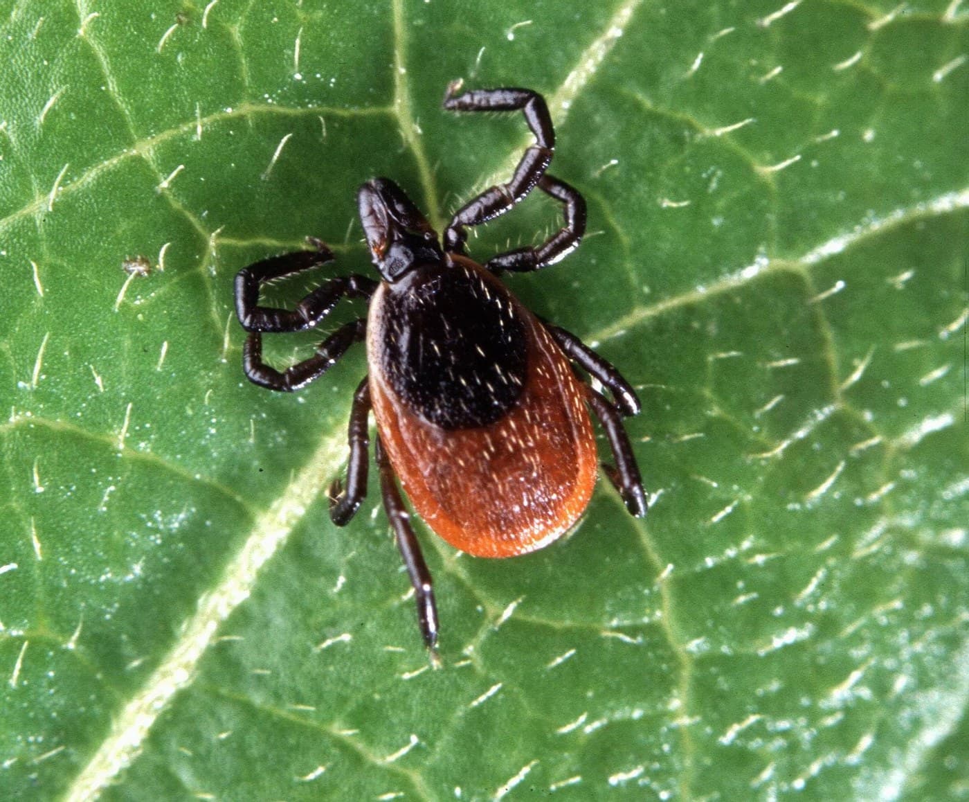 Female deer tick (blacklegged tick) on a green leaf, with a reddish-orange body, dark shield, and black legs, no white markings