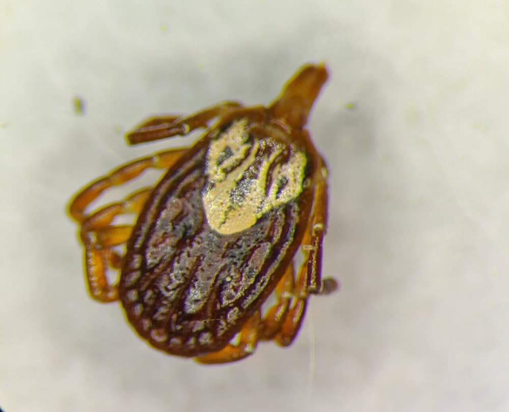 Female Gulf Coast tick with an ornate silvery patterned shield