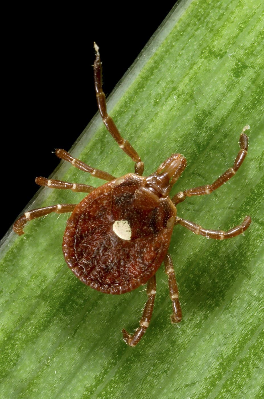 Female lone star tick on a green blade of grass, reddish-brown with a single bright white dot in the center of its back