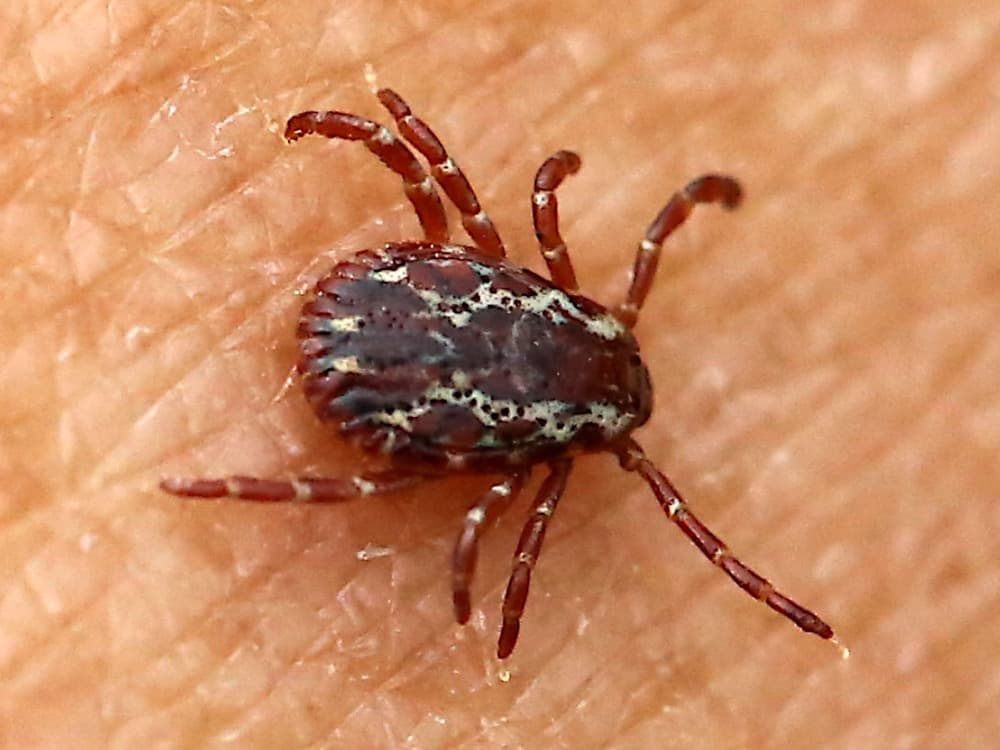 Male American dog tick with a mottled grey and brown patterned back