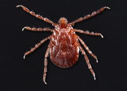 Female Asian longhorned tick, small and uniform reddish-brown with no markings