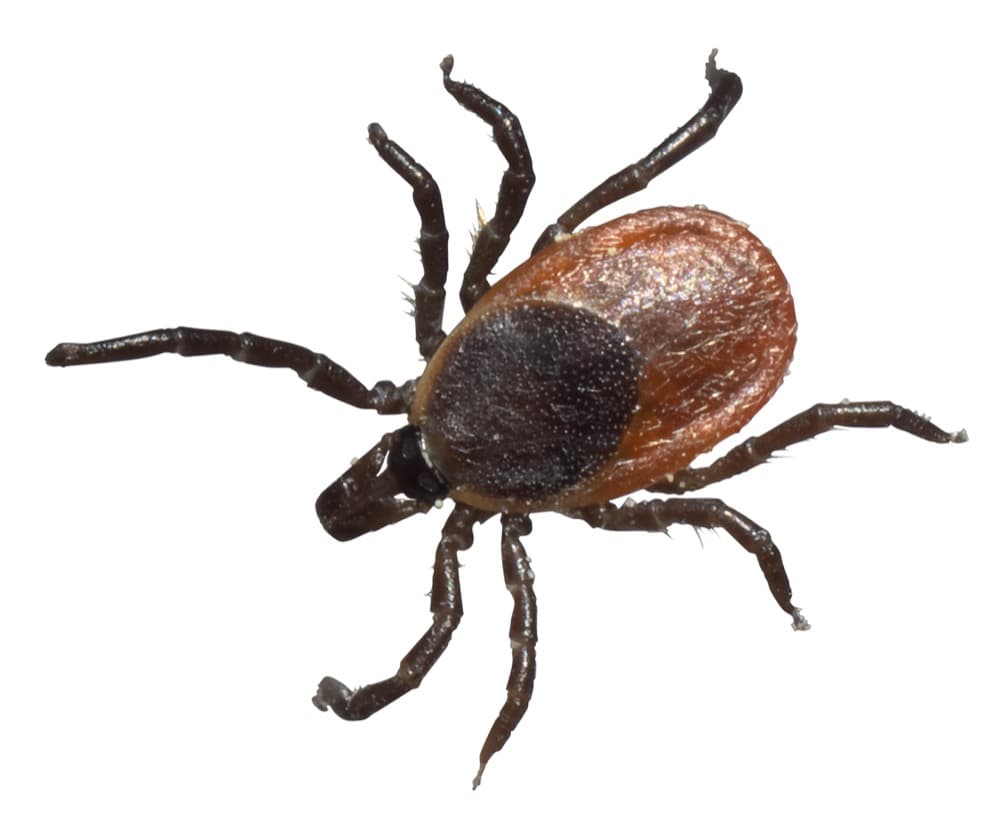 Female deer tick (blacklegged tick) with a reddish-orange body, dark shield, and black legs, no white markings