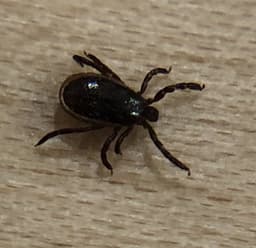 Male deer tick (blacklegged tick), uniformly dark brown-black with the shield covering its whole back and no red body or white markings