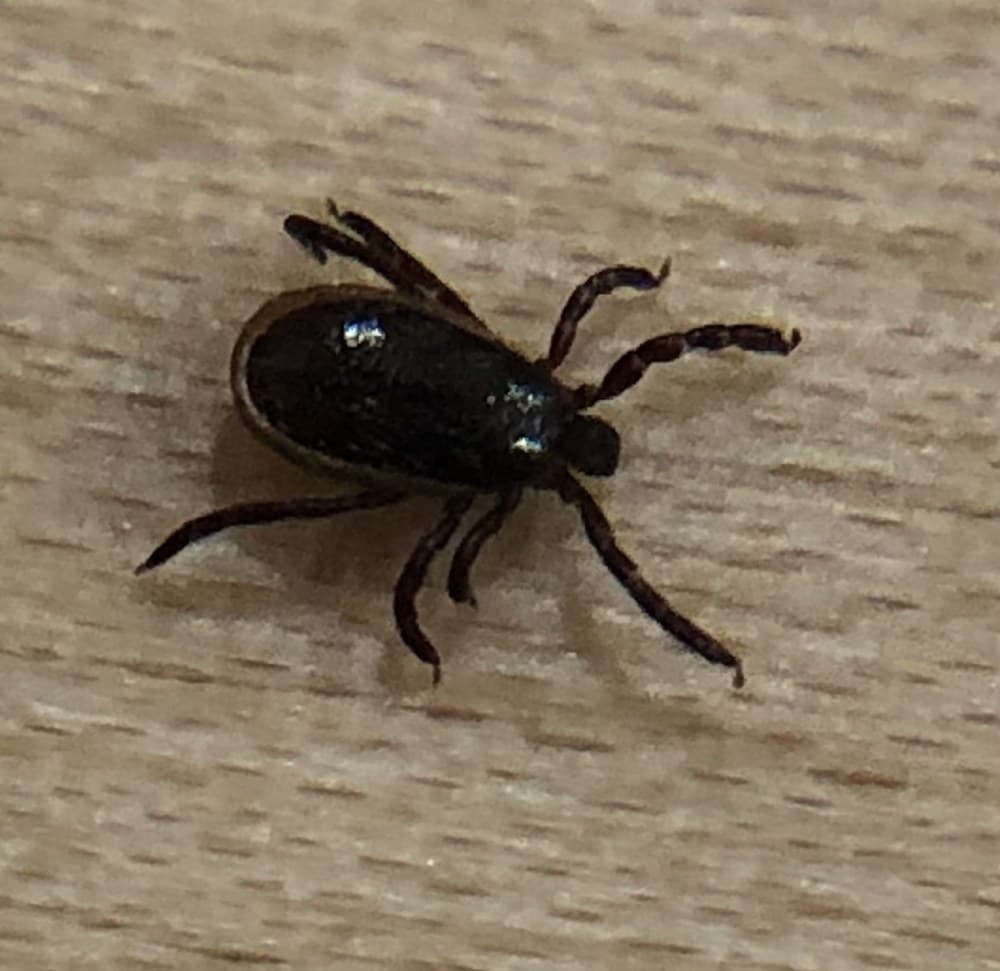 Male deer tick (blacklegged tick), uniformly dark brown-black with the shield covering its whole back and no red body or white markings
