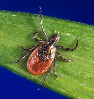 Adult deer tick (blacklegged tick) with a dark shield and orange-red body on a blade of grass