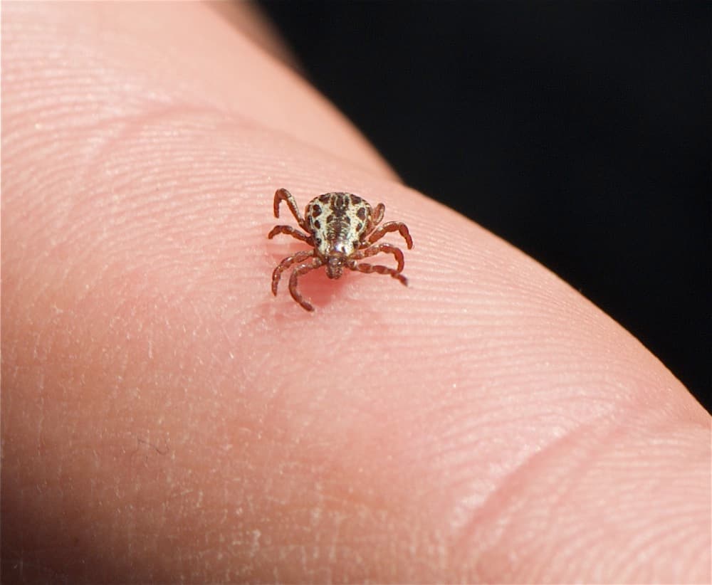 American dog tick with an ornate mottled back
