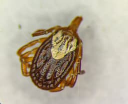 Female Gulf Coast tick with an ornate silvery patterned shield