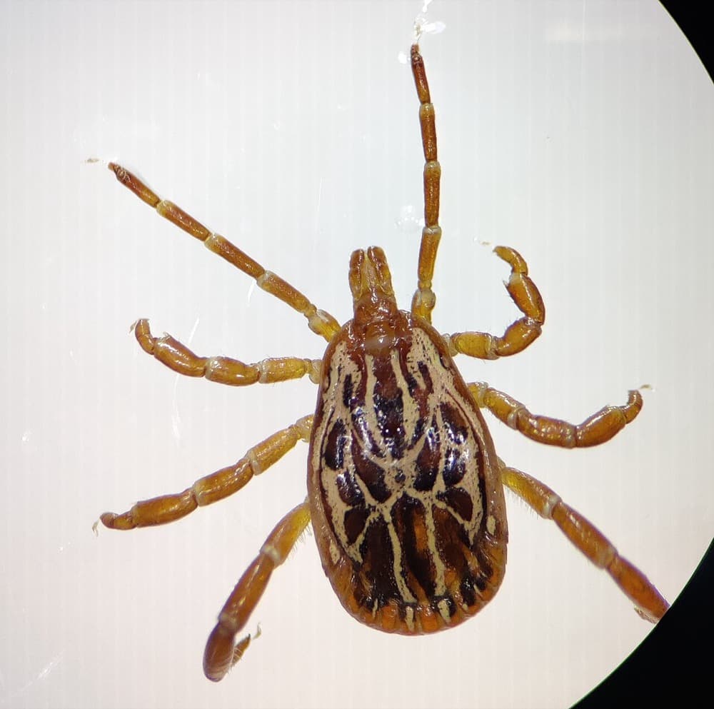 Male Gulf Coast tick with an ornate patterned back