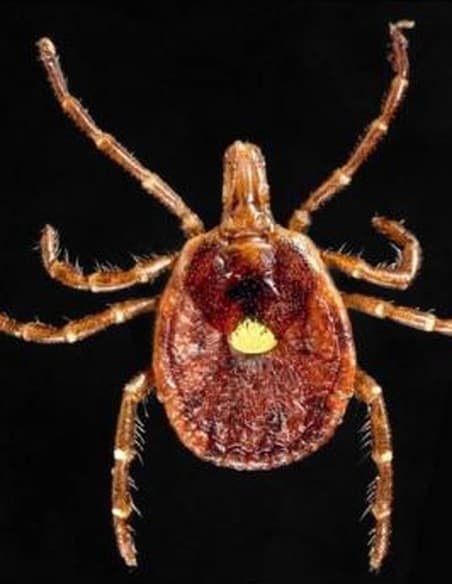 Female lone star tick, reddish-brown with a single bright white dot in the center of its back