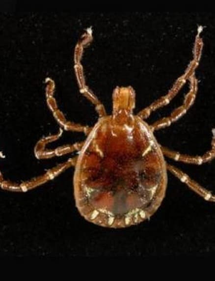 Male lone star tick, reddish-brown with faint pale streaks and mottling around the edge of its body and no central white dot