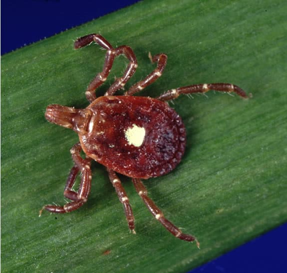 Female lone star tick showing the single white dot on its reddish-brown back, on a blade of grass