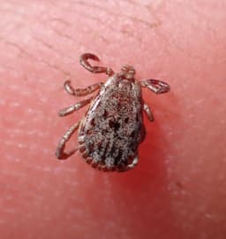 Pacific Coast tick, brown with a marbled silvery and gray ornate shield and long mouthparts