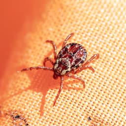 Rocky Mountain wood tick, brown-bodied with an ornate off-white and gray marbled shield behind the head, resembling the American dog tick