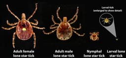 Lone star tick life stages side by side: adult female, adult male, nymph, and the tiny larval tick (the seed tick), with the larva enlarged to show detail